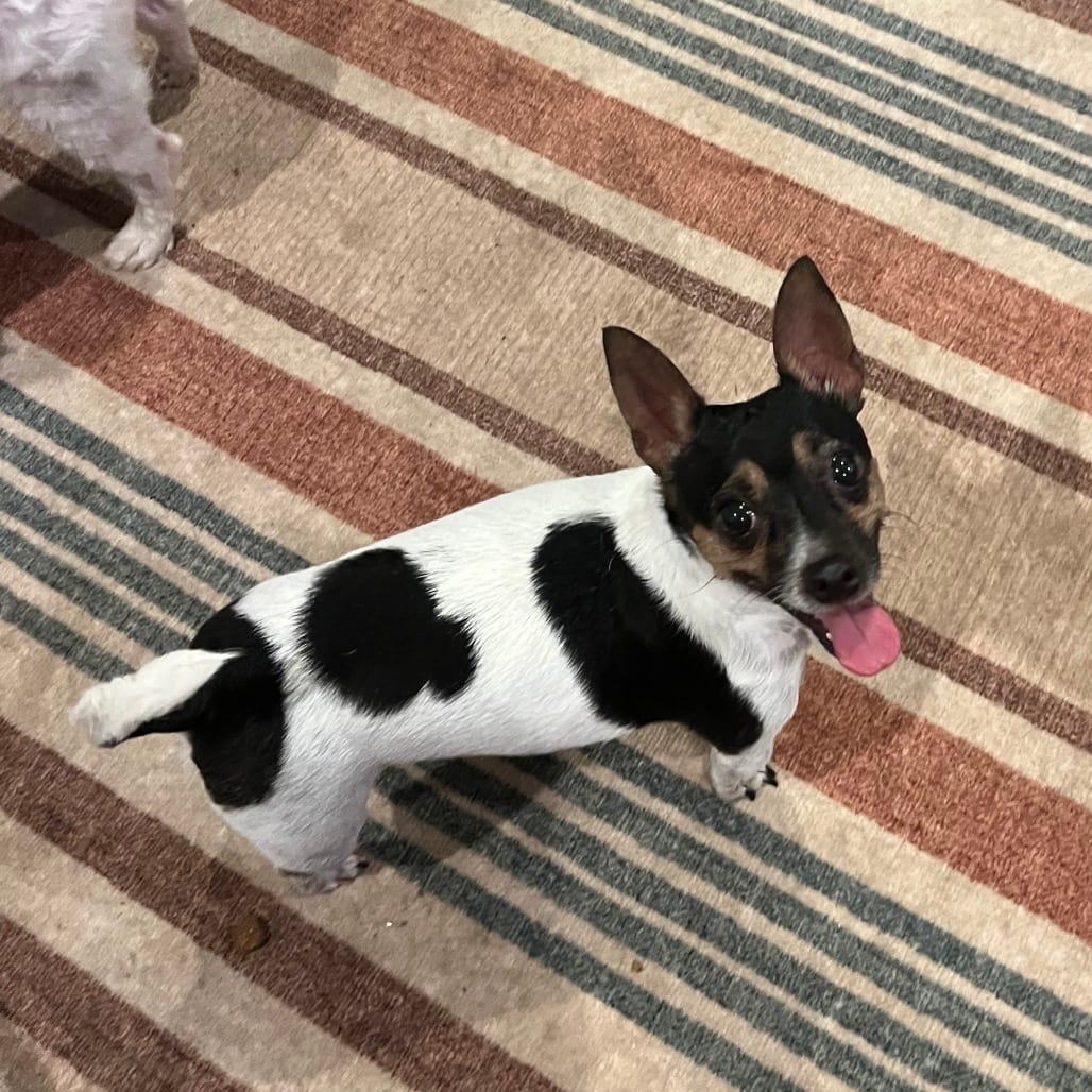 Photo of Flash, adoptable Terrier, Jack Russell / Chihuahua in Maryland, Maryland