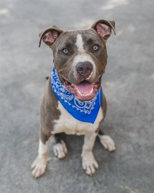Photo of Milo, adoptable American Bulldog in Miami, Florida