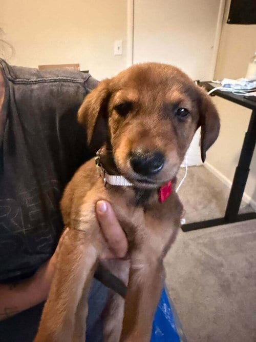 Photo of New Light Litter Cosmo Red Collar - Located in CA, adoptable Belgian Shepherd Malinois in Imlay City, Michigan