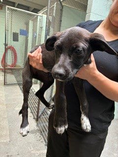 Photo of Diva, adoptable Labrador Retriever in Stockton, California