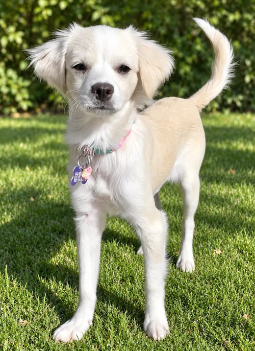 Photo of Shelby, adoptable Cavalier King Charles Spaniel in Romoland, California