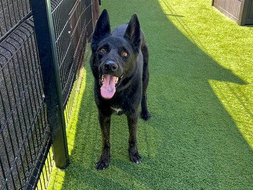 Photo of Shadow, adoptable German Shepherd Dog in Orange, California