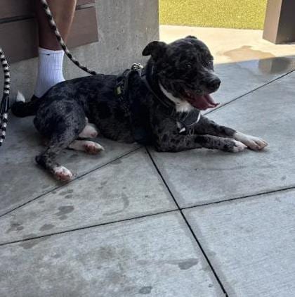 Photo of Donnelly, adoptable dog in Atlanta, Georgia