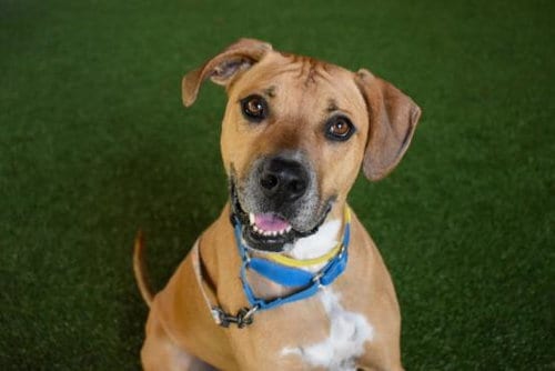 Photo of Chase, adoptable American Bulldog in West Palm Beach, Florida