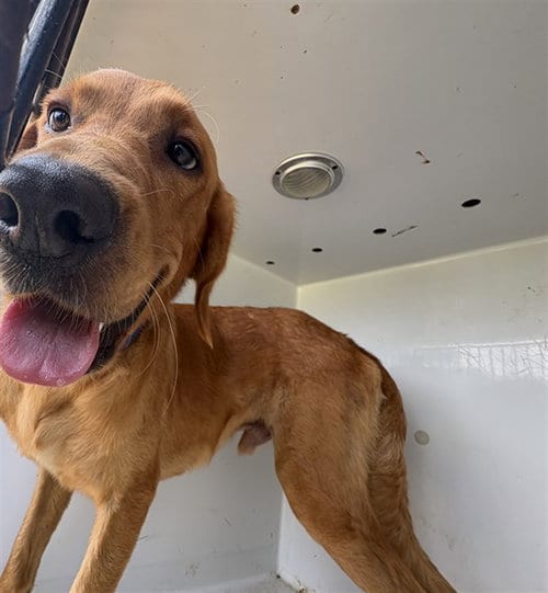 Photo of Chucky, adoptable Golden Retriever in Augusta, Georgia