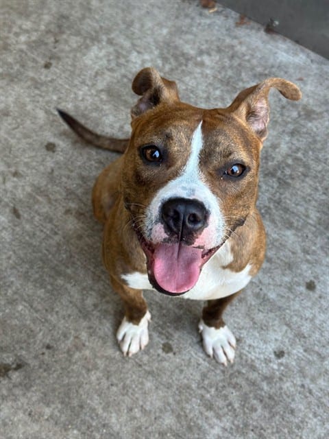 Photo of Slippers, adoptable American Pit Bull Terrier in Chicago, Illinois