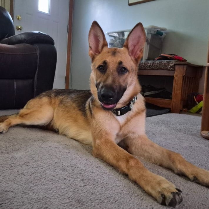 Photo of Aspen, adoptable Shepherd, German in Iowa and surrounding states, Iowa