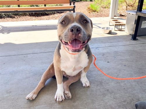 Photo of Tempura, adoptable American Staffordshire Terrier in Orange, California