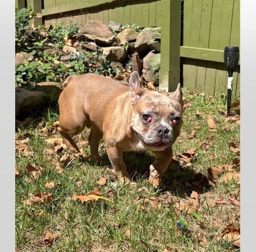 Photo of Chaos, adoptable French Bulldog in Tenafly, New Jersey