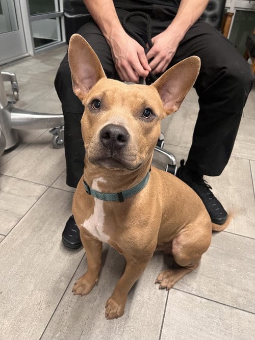 Photo of Chico, adoptable Terrier in Miami, Florida
