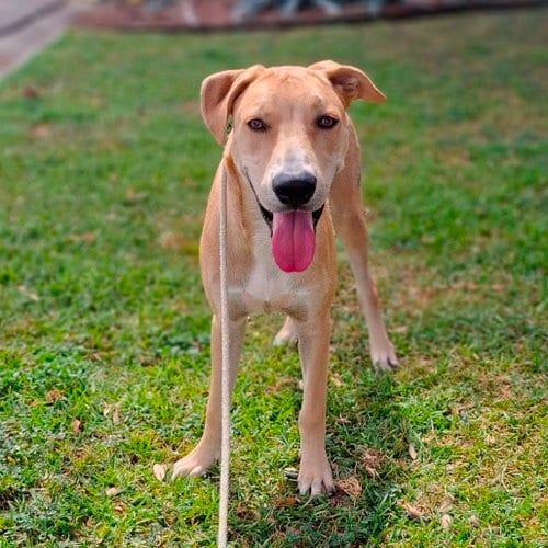 Photo of Bert GCH, adoptable Yellow Labrador Retriever in Rockaway, New Jersey