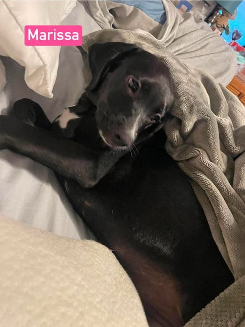 Photo of NO Marissa, adoptable Labrador Retriever in Warrenton, Missouri
