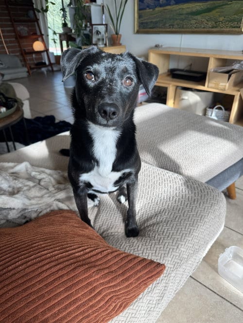 Photo of Bug #2, adoptable Terrier in Chandler, Arizona