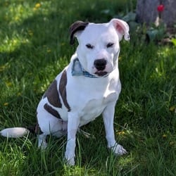 Photo of Julie, adoptable Terrier (Unknown Type, Medium) in Syracuse, New York