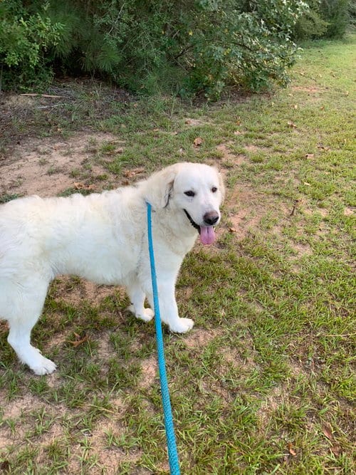 Photo of Mary, adoptable Great Pyrenees in Brewster, New York