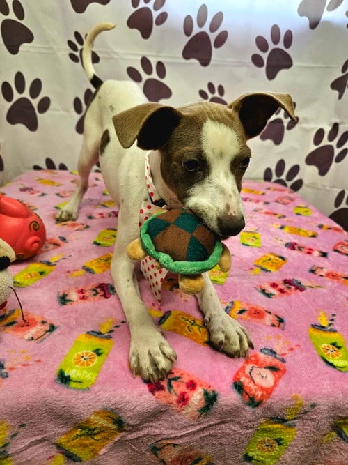 Photo of Disco, adoptable Rat Terrier in Metairie, Louisiana