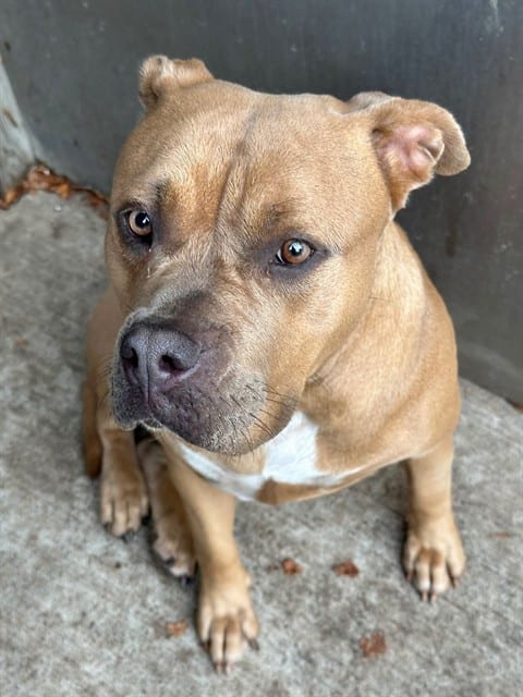 Photo of Tilly, adoptable American Staffordshire Terrier in Chicago, Illinois
