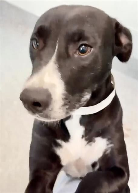 Photo of Aretha, adoptable Pit Bull Terrier in Houston, Texas