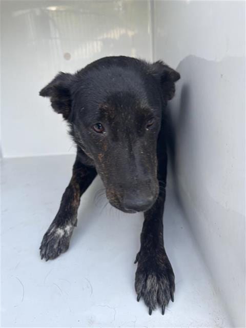 Photo of Senior Dutch Shepherd mix, adoptable Dutch Shepherd mix in Houston, Texas
