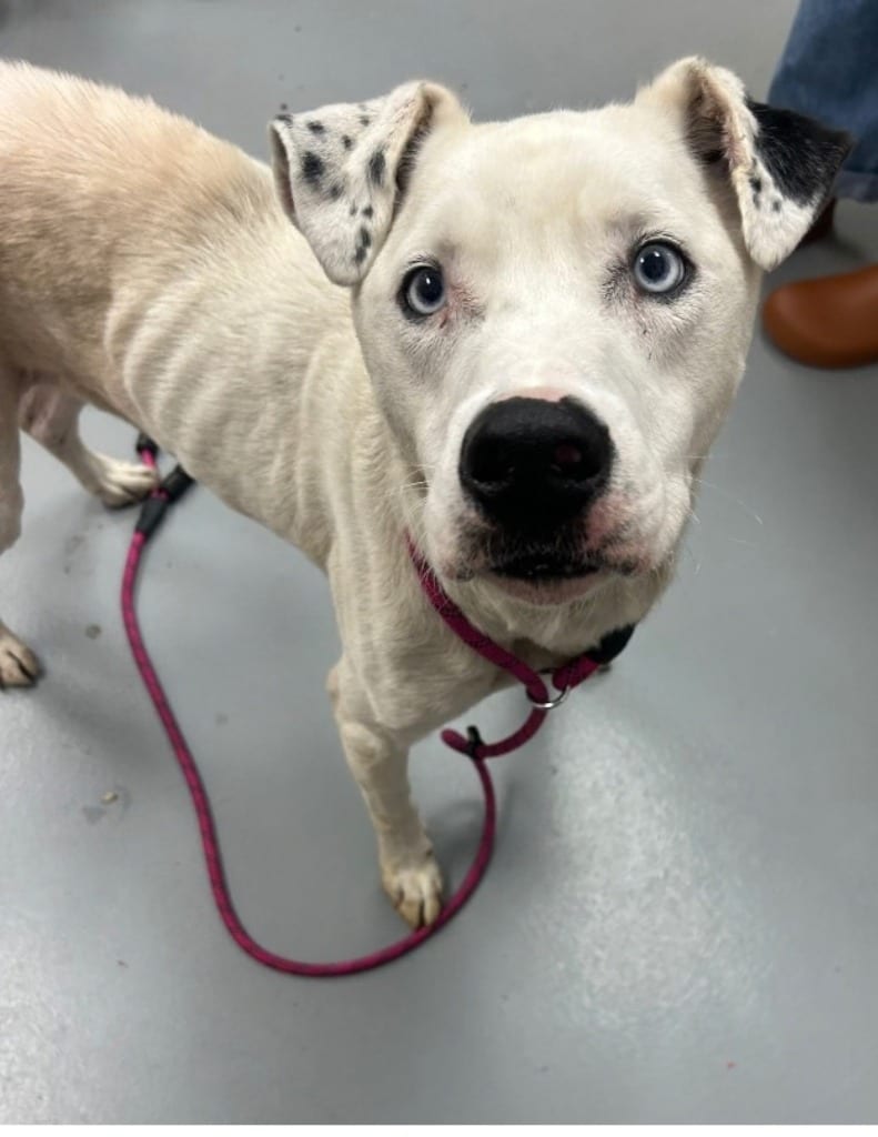 Photo of Snoop, adoptable Catahoula Leopard Dog in Hartsville, South Carolina