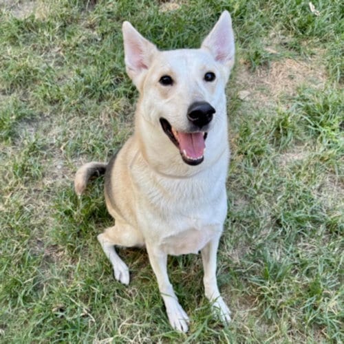 Photo of Salami, adoptable Staffordshire Bull Terrier in Houston, Texas