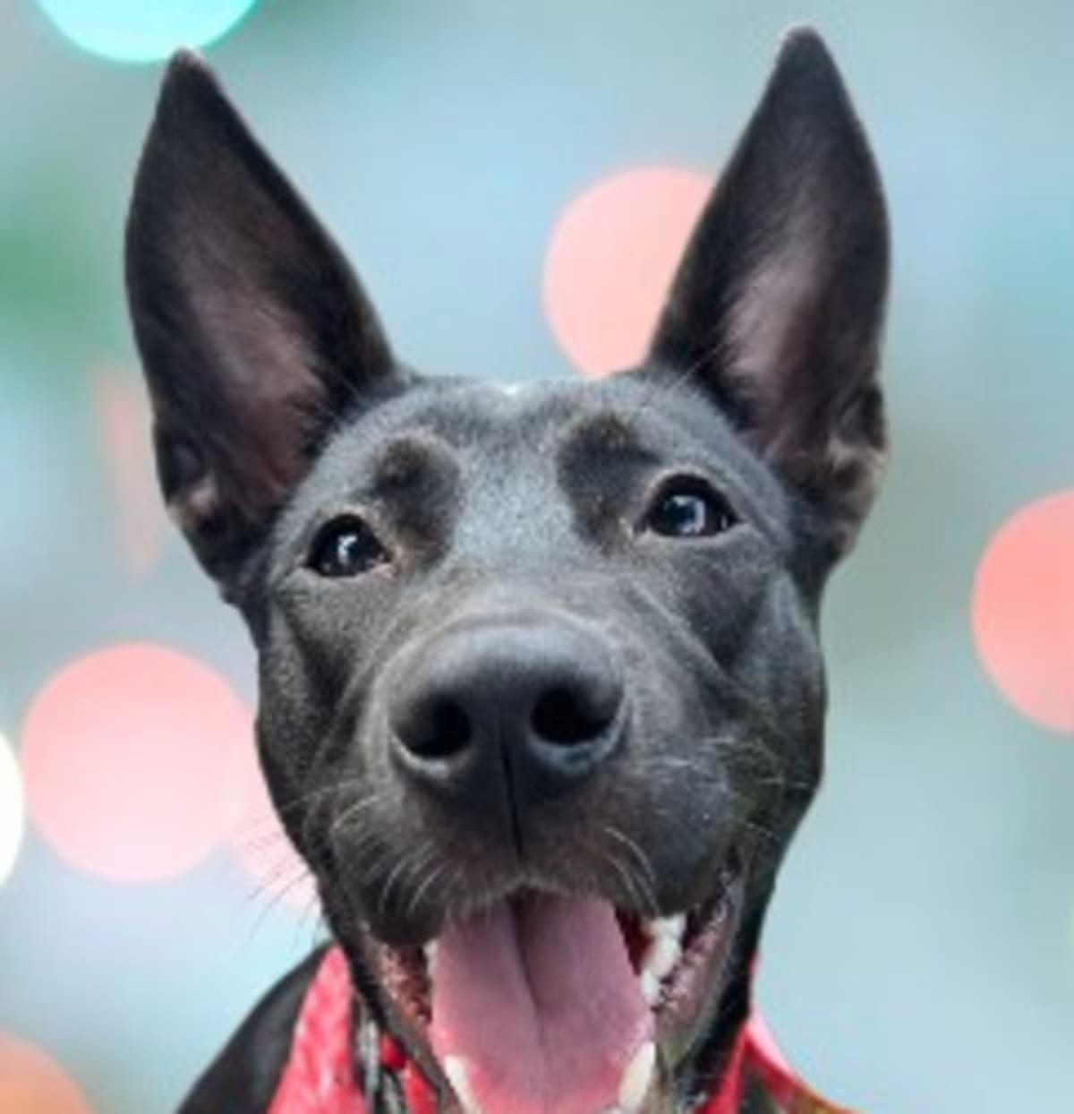 Photo of Angel, adoptable Mixed Breed (Medium) in Schaumburg, Illinois