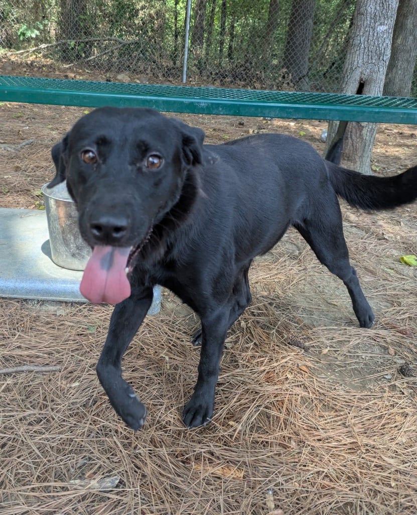 Photo of Annalese, adoptable Hound in Little Rock, Arkansas
