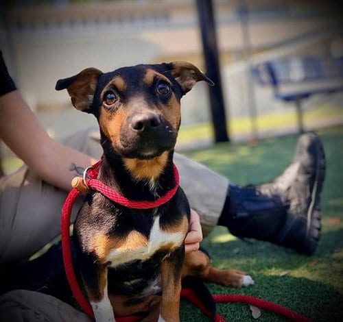 Photo of Bailey, adoptable Miniature Pinscher in Orlando, Florida