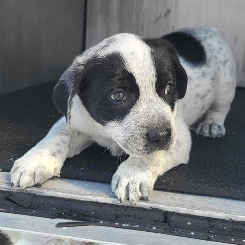 Photo of Sparky, adoptable Australian Cattle Dog/Blue Heeler in San Antonio, Texas
