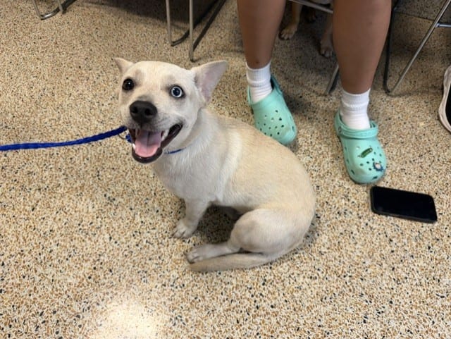 Photo of Coco, adoptable Chihuahua - Smooth Coated mix in Miami, Florida