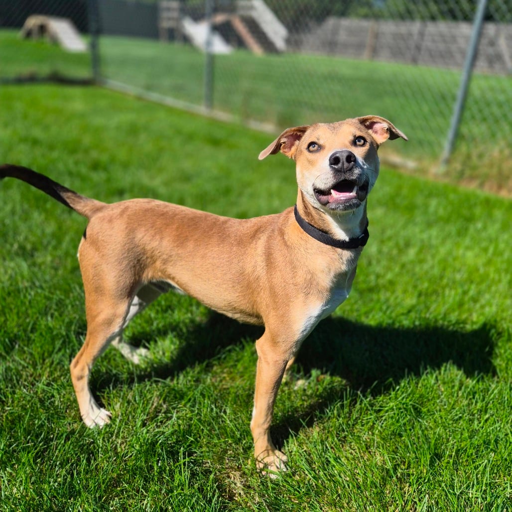 Photo of Slingshot, adoptable Mixed Breed (Medium) / None in Woodstock, Illinois