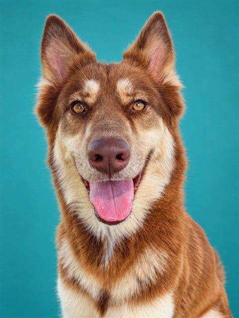 Photo of Fairbanks, adoptable Husky in Pearland, Texas