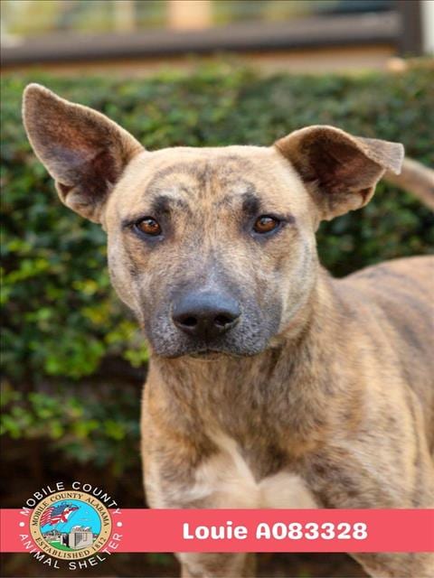 Photo of Louie, adoptable Black Mouth Cur in Mobile, Alabama