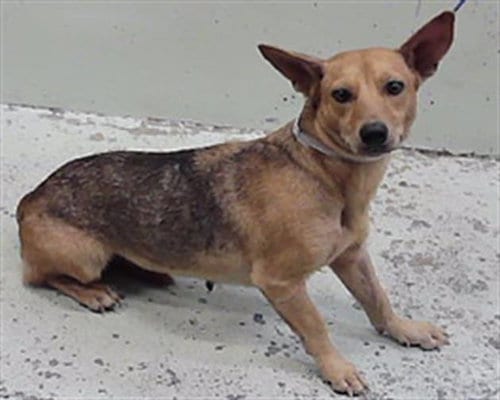 Photo of Chica, adoptable Chihuahua in Houston, Texas