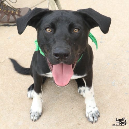 Photo of Freddy, adoptable Pointer in Washington, District of Columbia