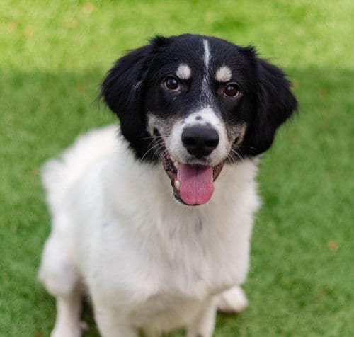Photo of Meesh, adoptable Great Pyrenees in Canton, Connecticut