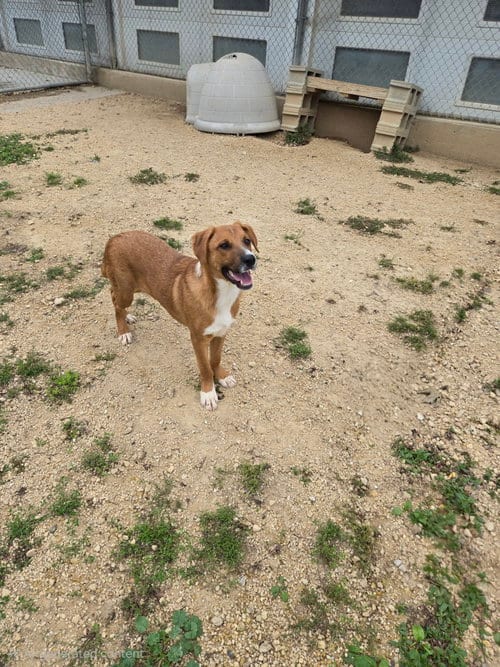 Photo of Jack, adoptable Unknown breed (short coat) in Maquoketa, Iowa