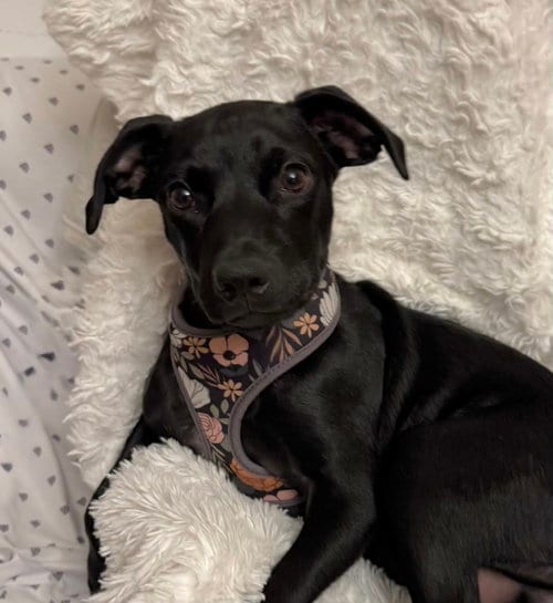 Photo of Grant, adoptable Labrador Retriever in Tarrytown, Georgia