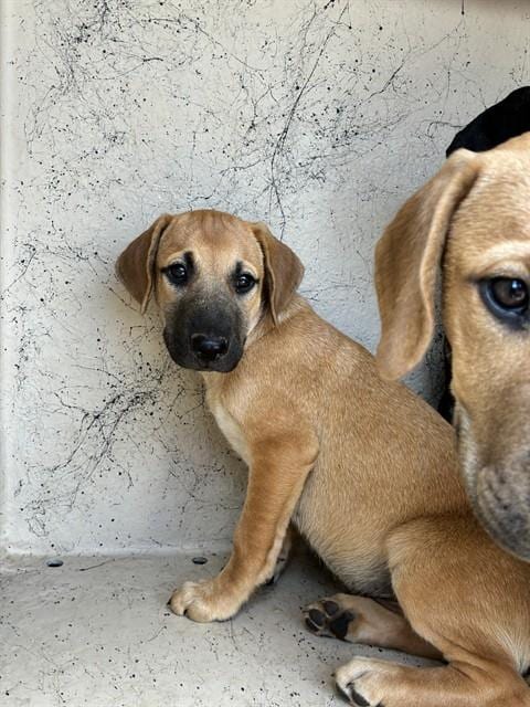 Photo of A480959, adoptable Hound in Oklahoma City, Oklahoma