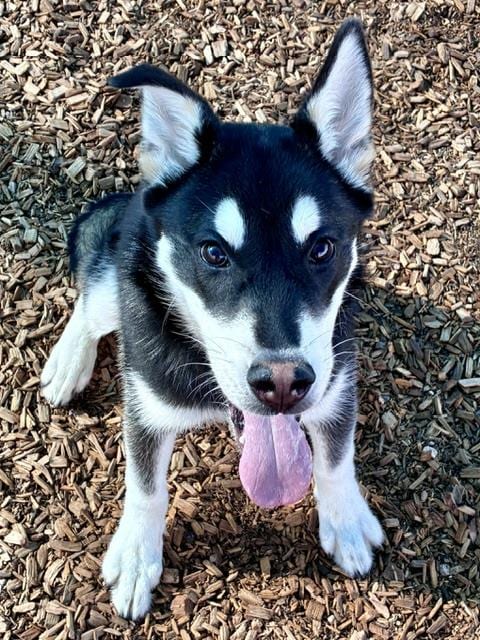 Photo of Jax, adoptable Akita in Albuquerque, New Mexico