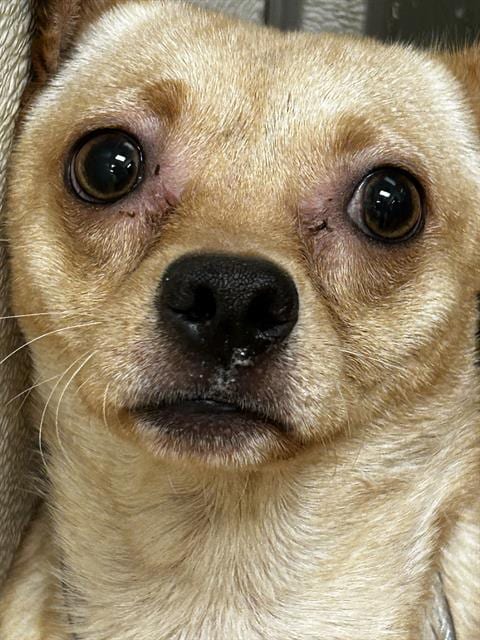 Photo of Johnny, adoptable Chihuahua in Martinez, California