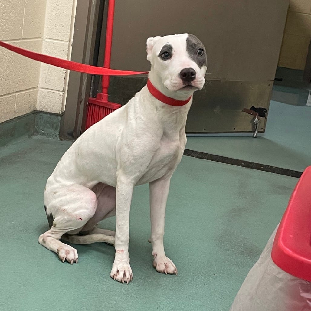 Photo of Fancy, adoptable Mixed Breed (Medium)