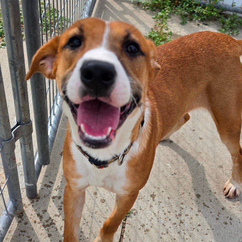 Photo of Chomper, adoptable Hound in Grinnell, Iowa
