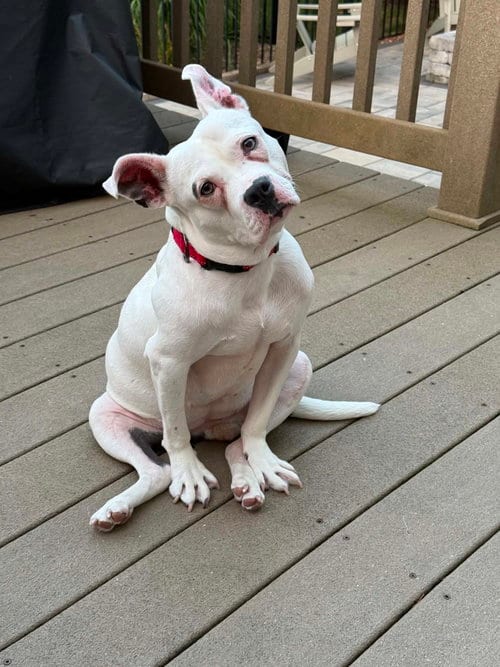 Photo of Sugar, adoptable Pit Bull Terrier in Shermans Dale, Pennsylvania