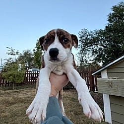 Photo of Crackle, adoptable Mixed Breed (Medium) in Fort Collins, Colorado