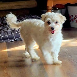 Photo of Amber, adoptable Maltese in Union Grove, Wisconsin