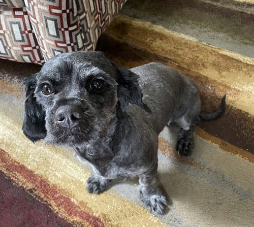 Photo of Dee Dee, adoptable Havanese in Crystal, Minnesota