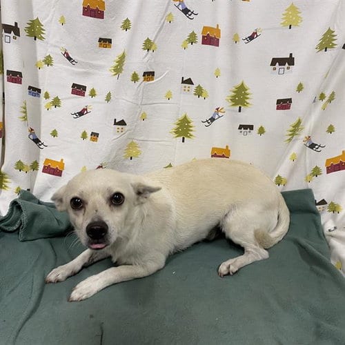 Photo of Booch, adoptable Chihuahua in Modesto, California