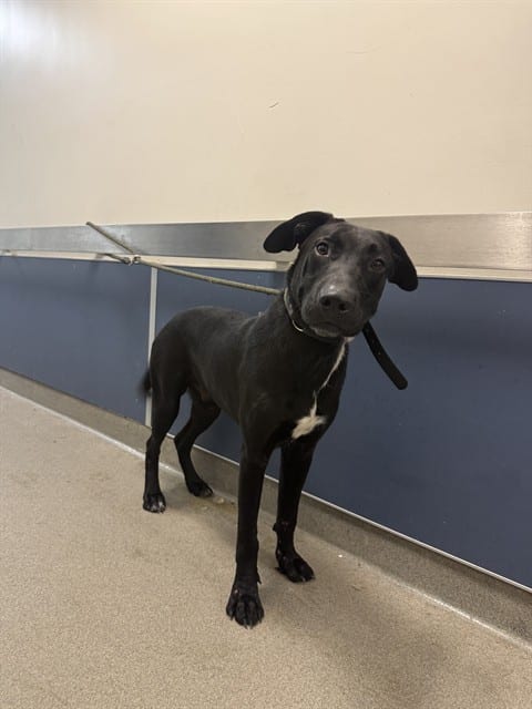Photo of Enrique, adoptable Terrier mix in Miami, Florida