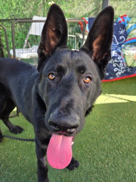 Photo of Dalton, adoptable German Shepherd Dog in Woodland, California